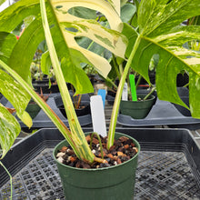 Load image into Gallery viewer, Monstera Borsigiana Albo Deliciosa, Exact Plant Variegated Ships Nationwide
