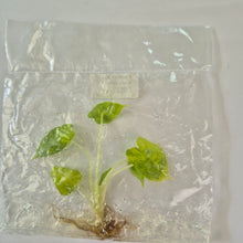 Load image into Gallery viewer, Alocasia Sarian Aurea variegated tissue culture 2DayAir
