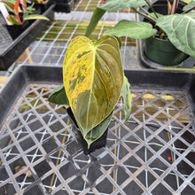 Load image into Gallery viewer, Philodendron Melanochrysum, Exact Plant Variegated Ships Nationwide

