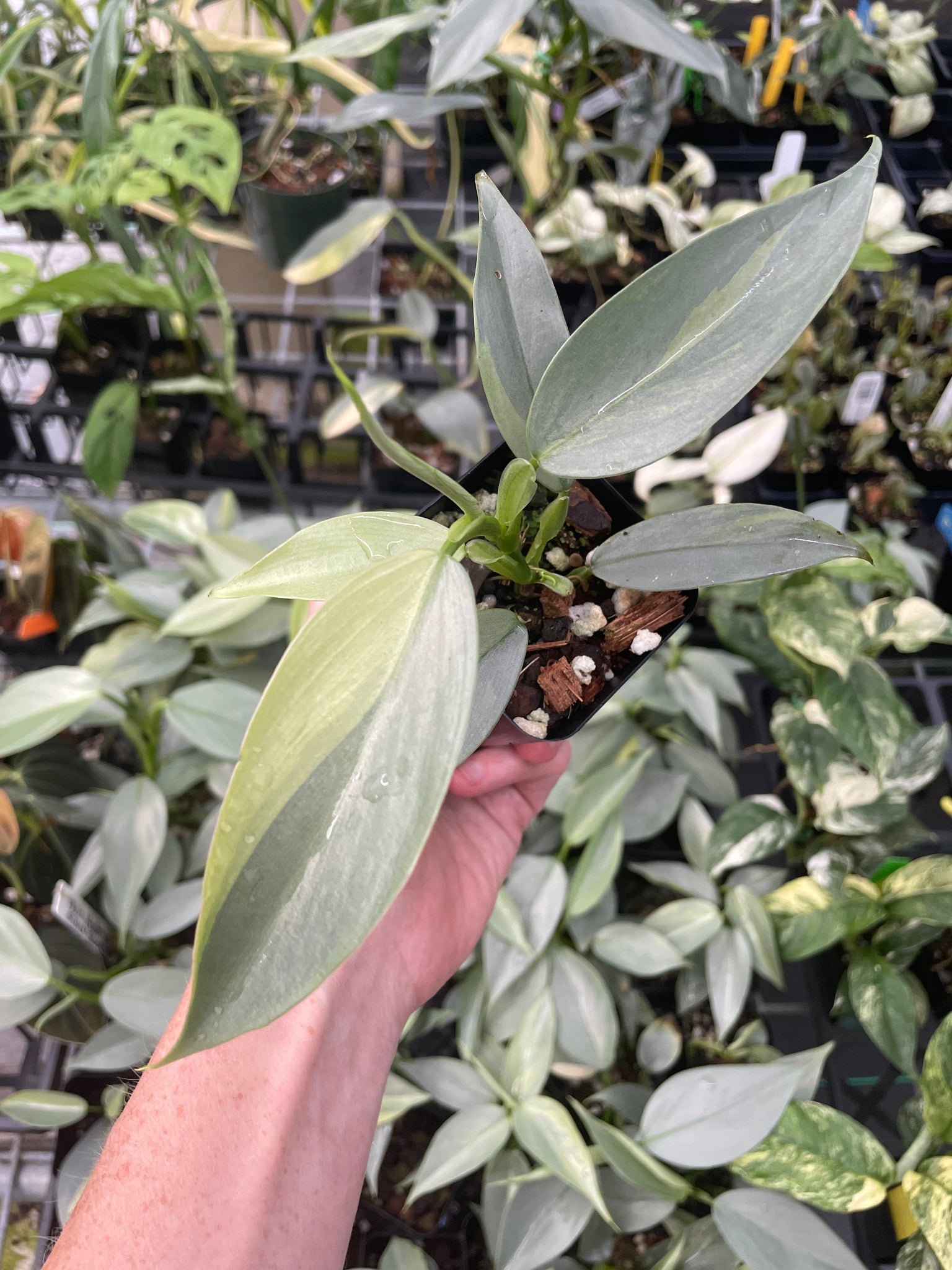 philodendron hastatum variegated Philodendron Hastatum Silver Sword Variegated 2.5" pot, Fedex 2day* – Canopy Gems