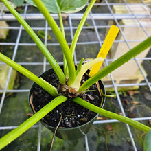 Load image into Gallery viewer, Philodendron Giganteum, Exact Plant Variegated

