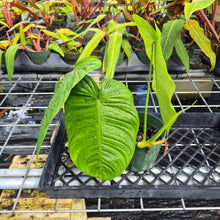 Load image into Gallery viewer, Philodendron Sharoniae, Exact Plant Ships Nationwide
