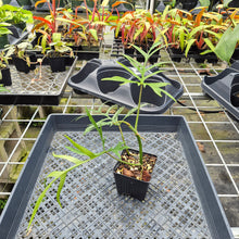Load image into Gallery viewer, Philodendron Polypodioides, Exact Plant Ships Nationwide
