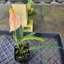 Load image into Gallery viewer, Anthurium Scherzerianum "Pig Tail", Speckled Ships Nationwide
