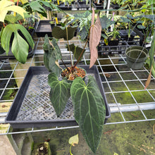 Load image into Gallery viewer, Anthurium Ace Of Spades X Papillilaminum exact plant, Fedex 2day*
