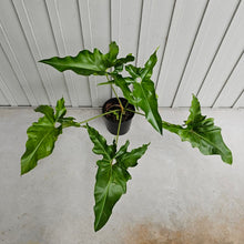 Load image into Gallery viewer, Philodendron Thaumatophyllum Goeldii X Selloum &quot;African Fantasy, Exact Plant
