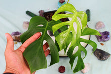 Load image into Gallery viewer, Monstera Deliciosa SP Sierrana Hawaii clone, exact plant, ships nationwide
