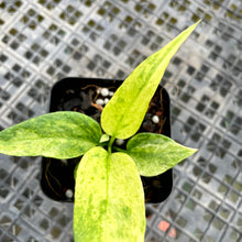 Load image into Gallery viewer, Anthurium Vittarifolium , Exact Plant Variegated Ships Nationwide
