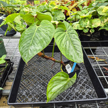 Load image into Gallery viewer, Philodendron Sodiroi True Form, Exact Plant Ships Nationwide
