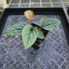 Load image into Gallery viewer, Anthurium Radican X Luxurian, Exact Plant 2 top plant
