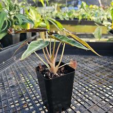 Load image into Gallery viewer, Alocasia Bambino, Exact Plant Variegated Ships Nationwide
