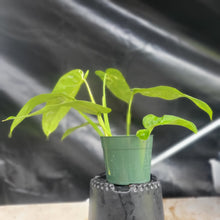 Load image into Gallery viewer, Philodendron Jose Buono, Exact Plant Variegated Ships Nationwide
