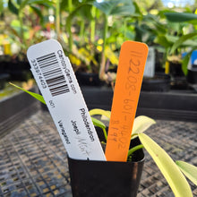 Load image into Gallery viewer, Philodendron Joepii Variegated, Exact Plant Ships Nationwide
