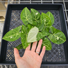 Load image into Gallery viewer, Syngonium Panda, Exact Plant Variegated double plant Ships Nationwide
