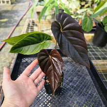 Load image into Gallery viewer, Anthurium Moodeanum, Exact Plant Mutated Leaf!
