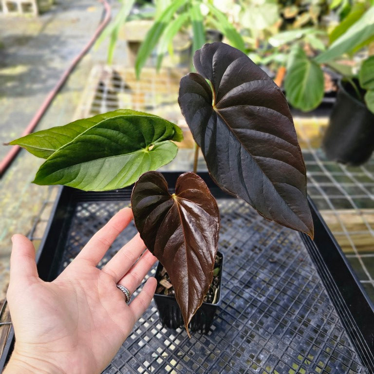 Anthurium Moodeanum, Exact Plant Mutated Leaf!