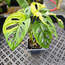 Load image into Gallery viewer, Monstera Borsigiana Aurea, Exact Plant Variegated Ships Nationwide
