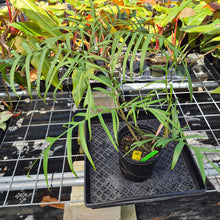 Load image into Gallery viewer, Philodendron Polypodoides, Exact Plant Ships Nationwide
