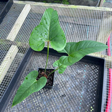 Load image into Gallery viewer, Anthurium Cupulispathum X Pedatum , Exact Plant Ships Nationwide

