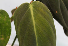 Load image into Gallery viewer, Philodendron Gigas Exact Plant Ships Nationwide
