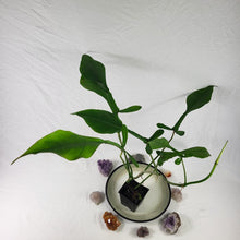 Load image into Gallery viewer, Philodendron Joepii, Exact Plant Ships Nationwide
