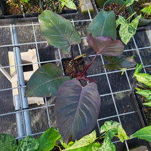 Load image into Gallery viewer, Philodendron Orange Princess, Exact Plant Variegated Ships Nationwide

