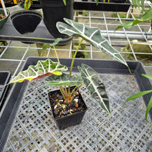 Load image into Gallery viewer, Alocasia Polly Aurea variegated exact plant, Fedex 2day*
