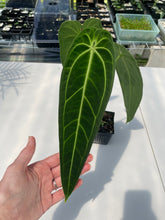 Load image into Gallery viewer, Anthurium Warocqueanum, Queen, Exact Plant Ships Nationwide
