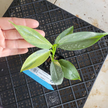 Load image into Gallery viewer, Philodendron Hastatum Silver Sword, Exact Plant Variegated Ships Nationwide
