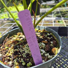 Load image into Gallery viewer, Anthurium Andraeanum Starlight Splash, Speckled exact plant, Fedex 2day*
