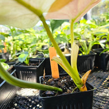 Load image into Gallery viewer, Philodendron Whipple Way, Exact Plant Variegated Ships Nationwide
