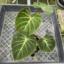 Load image into Gallery viewer, Philodendron Verrucosum Amazon Sunset exact plant, Fedex 2day*
