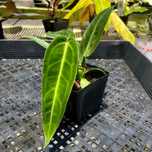 Load image into Gallery viewer, Anthurium Warocqueanum, Queen, Exact Plant Ships Nationwide
