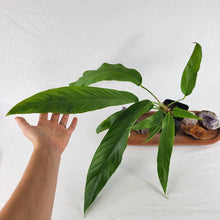Load image into Gallery viewer, Anthurium Spectabile, Exact Plant
