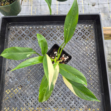 Load image into Gallery viewer, Philodendron Wend Imbe, Exact Plant Variegated Ships Nationwide
