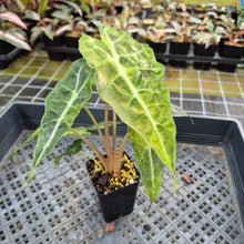 Load image into Gallery viewer, Alocasia Polly Aurea variegated exact plant, Fedex 2day*

