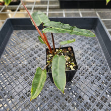 Load image into Gallery viewer, Philodendron Atabapoense Dark Form, Exact Plant Ships Nationwide
