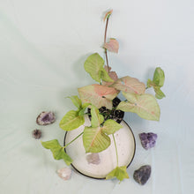 Load image into Gallery viewer, Syngonium Pink Spot Shipped Nationwide
