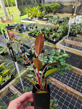 Load image into Gallery viewer, Philodendron Red Congo 2.5" pot, Fedex 2day*

