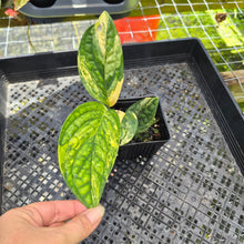Load image into Gallery viewer, Monstera Peru "Karstenianum", Exact Plant Variegated Ships Nationwide
