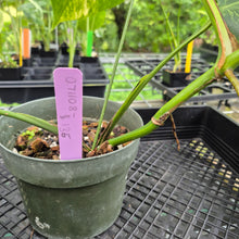 Load image into Gallery viewer, Monstera Borsigiana Aurea, Exact Plant Variegated Ships Nationwide
