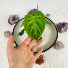 Load image into Gallery viewer, Philodendron Verrucosum 2.5&quot; Pot, Fedex 2 day*
