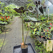 Load image into Gallery viewer, Alocasia Longiloba Lowii exact plant, Fedex 2day*
