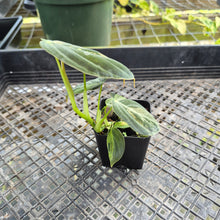 Load image into Gallery viewer, Philodendron Melanochrysum, Exact Plant Variegated Ships Nationwide
