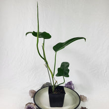 Load image into Gallery viewer, Philodendron Jerry Horne 4" pot, Fedex 2day*

