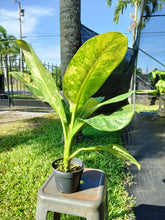 Load image into Gallery viewer, Dieffenbachia big ben, Exact Plant Ships Nationwide.
