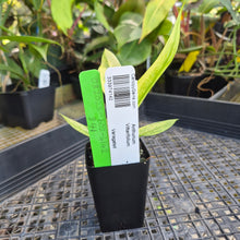 Load image into Gallery viewer, Anthurium Vittarifolium , Exact Plant Variegated Ships Nationwide
