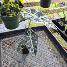 Load image into Gallery viewer, Alocasia Polly Snowflake Pink Variegated, Exact Plant Ships Nationwide.
