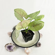 Load image into Gallery viewer, Syngonium Green Splash, Exact Plant Variegated Ships Nationwide
