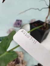 Load image into Gallery viewer, Atabapoense, exact plant, Philodendron, ships nationwide
